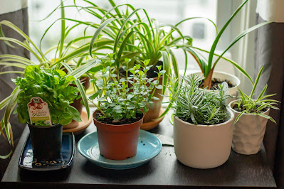 Indoor gardening