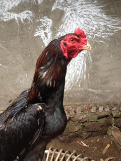 ayam adu tangkas Bangkok jawara, cara merawat ayam Bangkok, budidaya ayam Bangkok yang benar, ayam adu malimping, ayam tangkas ciparage, ayam adu sunda ciparage, jual ayam adu purwakarta, jual ayam adu karawang, jual ayam adu cikarang Bekasi depok, ayam adu jawara banten, jual ayam Bangkok di Tangerang, ayam Bangkok super terbaru, ayam Bangkok super 2017