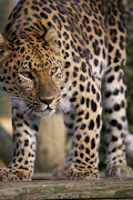 See my Big Cat slideshow on YouTube. Long lenses are absolutely essential if .