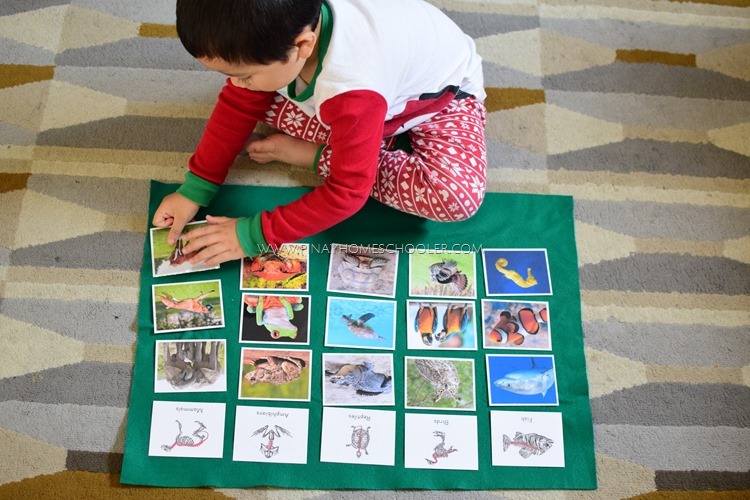 VERTEBRATE ANIMALS SORTING CARDS