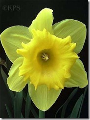 daffodil head
