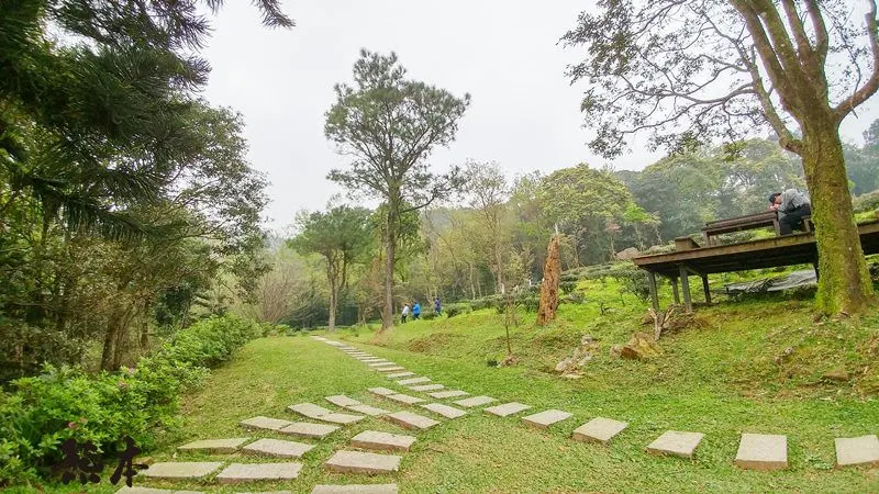 台灣農林熊空茶園｜熊空茶園櫻花園｜三峽櫻花季