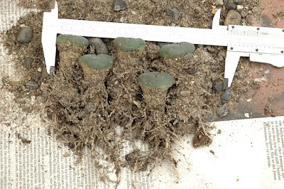 Uprooted Lophophora williamsii (SB 854; Starr Co, Texas), 2005