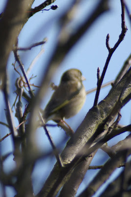 Grienfink - Groenling - Chloris chloris