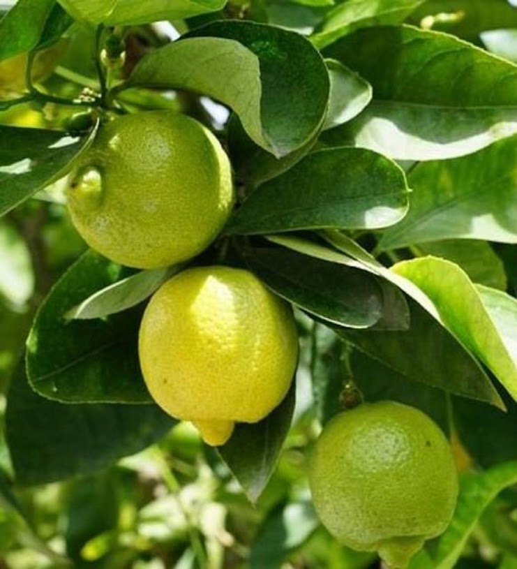 bibit tanaman jeruk lemon jumbo jeruk lemon kuliatas jumbo super Jakarta Utara