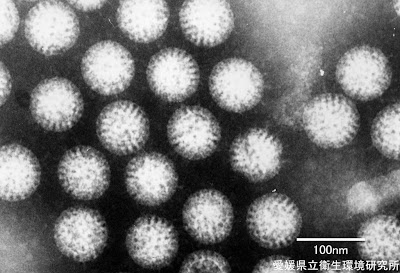 ROTAVIRUS