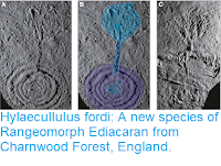 http://sciencythoughts.blogspot.com/2019/01/hylaecullulus-fordi-new-species-of.html