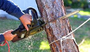 tree removal Melbourne