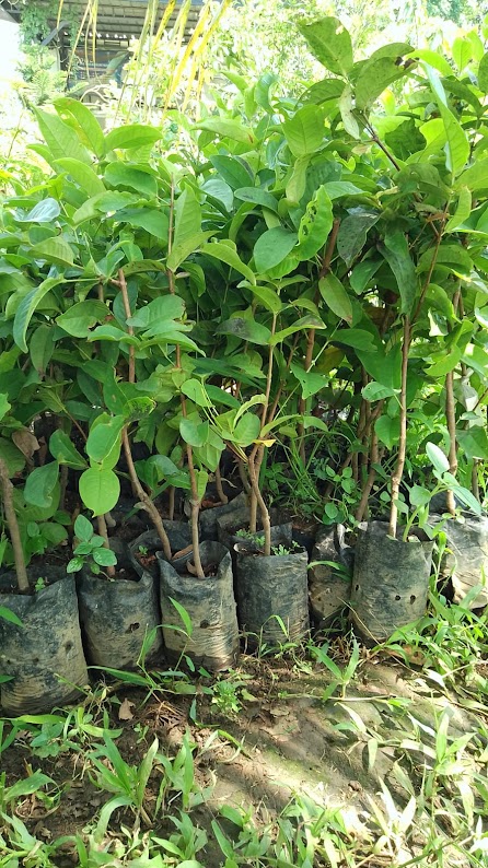 jual tanaman bibit jambu kancing cepat buah jakarta Sumatra Barat