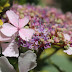 Hortentsien loreak / Flores de las hortensias