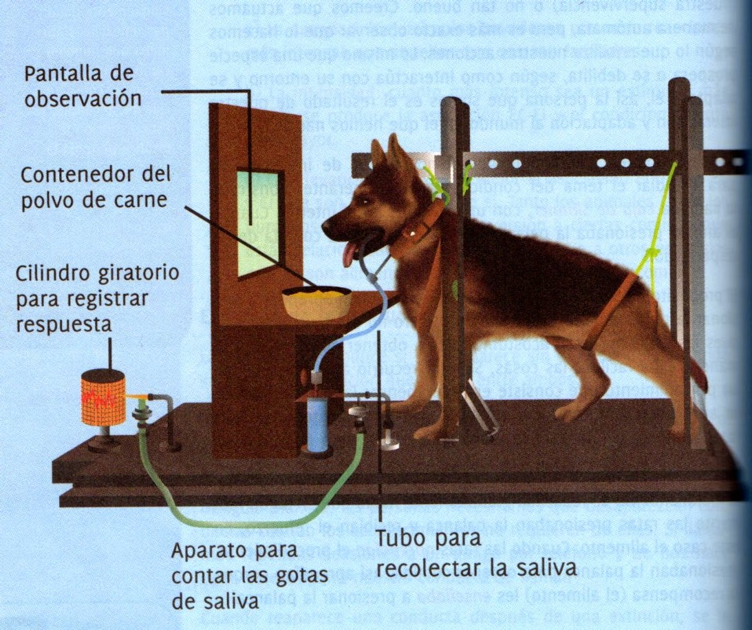 Resultado de imagen de pavlov experimentos