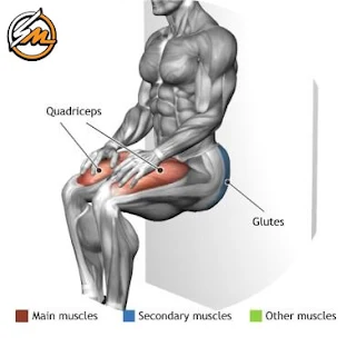 The Best Exercises to Have Powerful and Muscular Legs