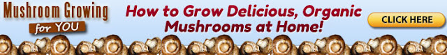 Fresh Mushrooms