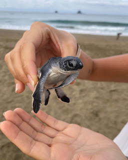 Day 5. Release of baby marine turtles and tour program finish