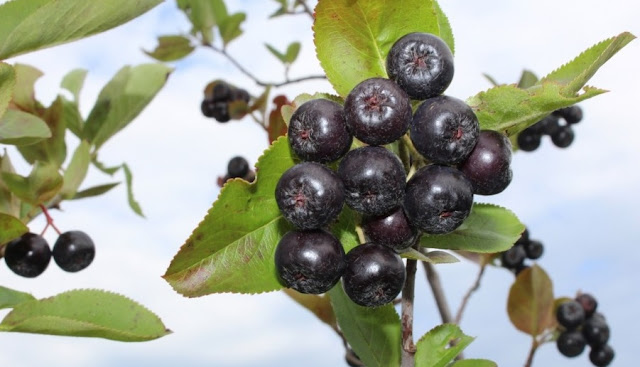 Aronia, the plant that costs almost € 1000 euros per kilogram is found throughout Albania