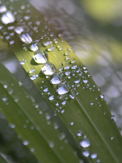 photo of dew on leaves on the Oregon Coast by Nancy Zavada