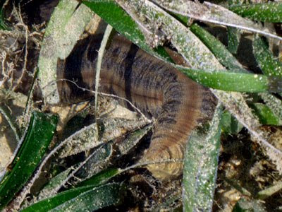 Synaptid Sea Cucumber (Family Synaptidae)