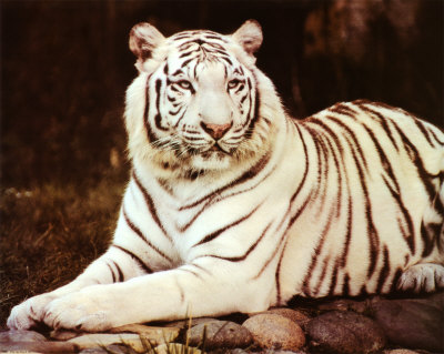 White Tiger