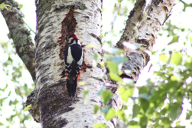 Pic épeiche (Dendrocopos major), Fontainebleau