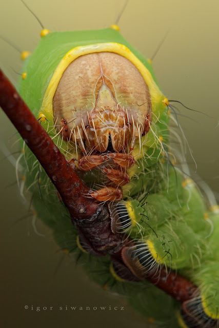 Macro Insect Photography Igor Siwanowicz