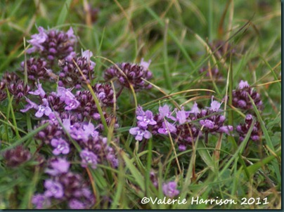 22-wild-thyme