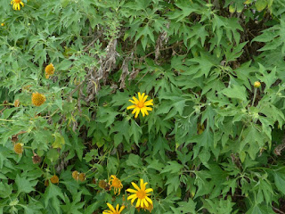 Tithonia diversifolia - Tournesol mexicain - Fleur fête des mères