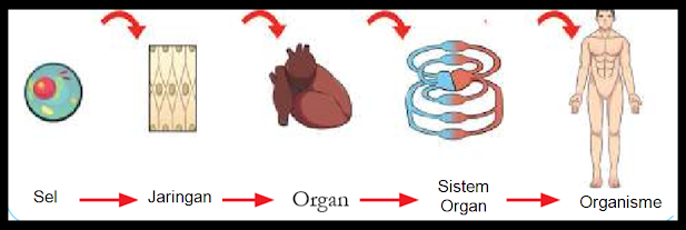 Gambar sel, jaringan, organ, sitem organ, organisme