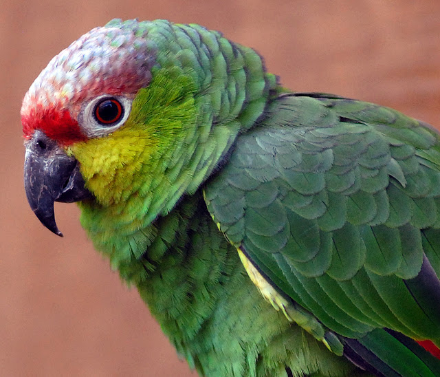 Beautiful Parrots Wallpapers