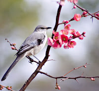 Songbirds Of North America