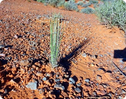 foliage