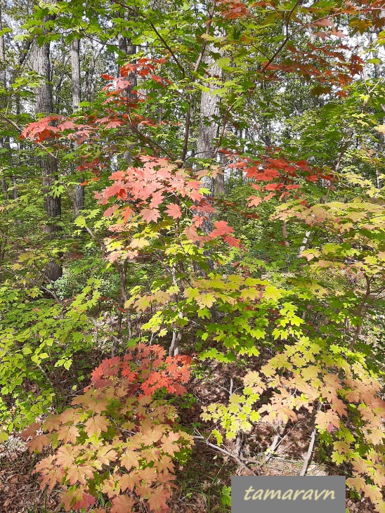 Клён ложнозибольдов (Acer pseudosieboldianum)