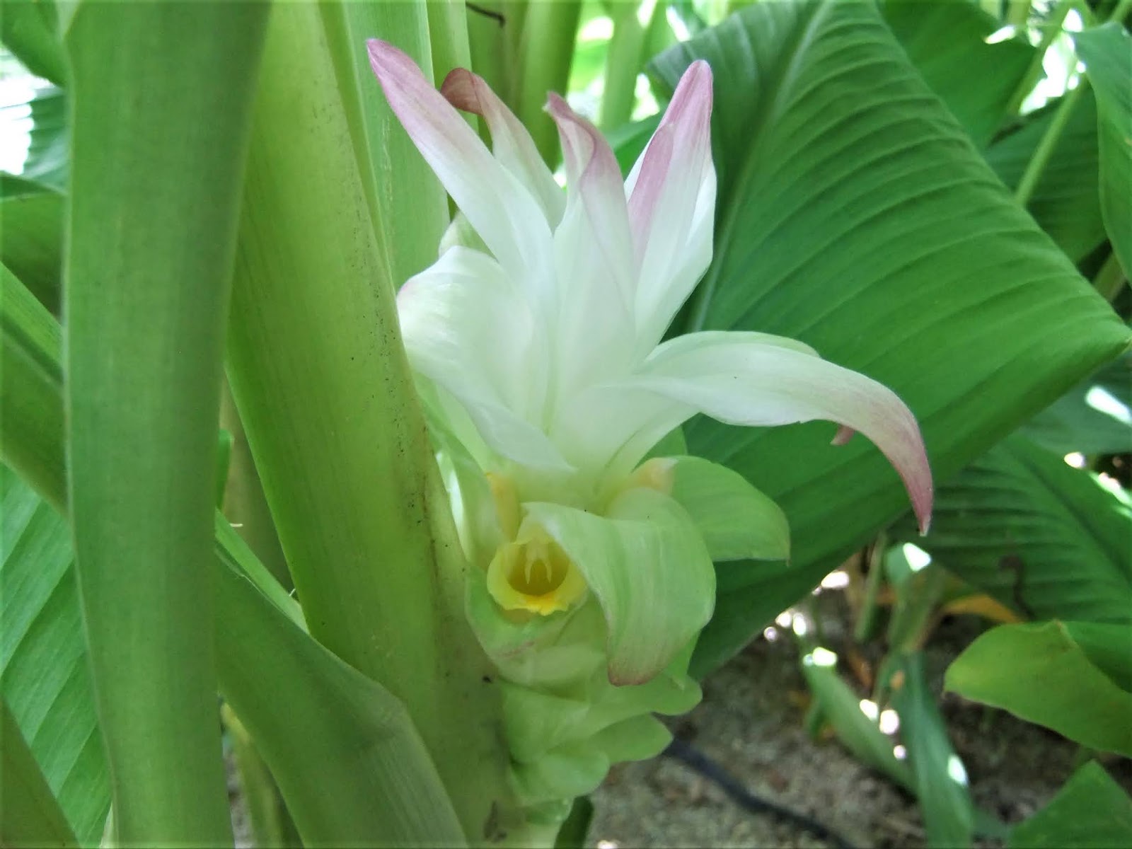 福岡市植物園ブログ ちいさな大発見no 100 9 1 ウコン
