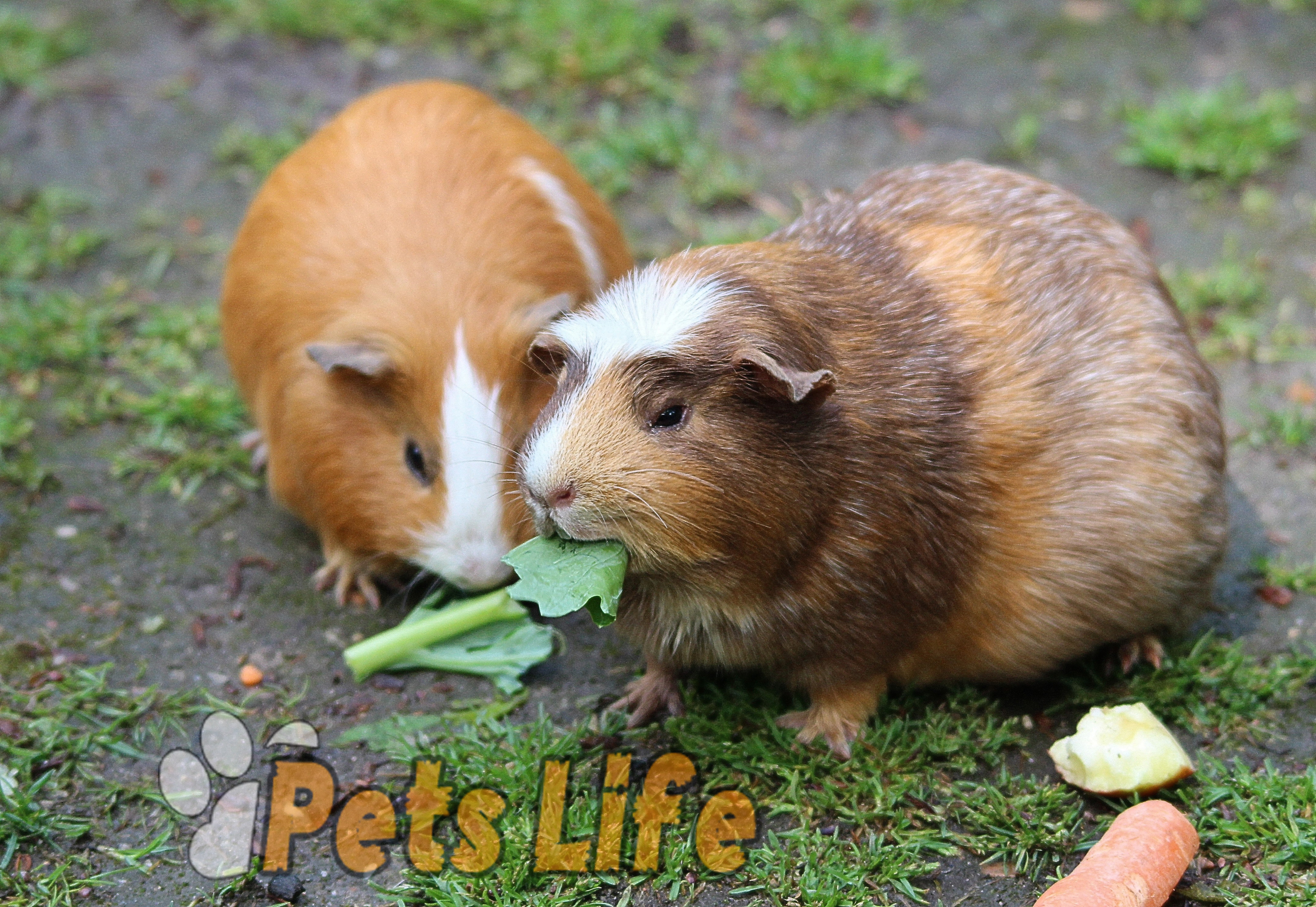 can-guinea-pigs-eat-grapes