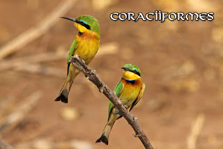 https://www.marcoanson.com/p/coraciiformes-africa.html