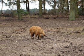 Wildpark-Schorfheide