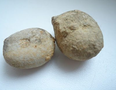 Three fossils Sea Urchin/Fossil echinoid were found in archaeological field near Danube River(village Somovit, City of Pleven, Bulgaria).