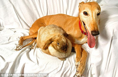 amazing animal news of jasmine the surrogate dog mother creates a buzz by exemplifying the perfect surrogate animal. Jasmine became the headline of animal news and dog news.