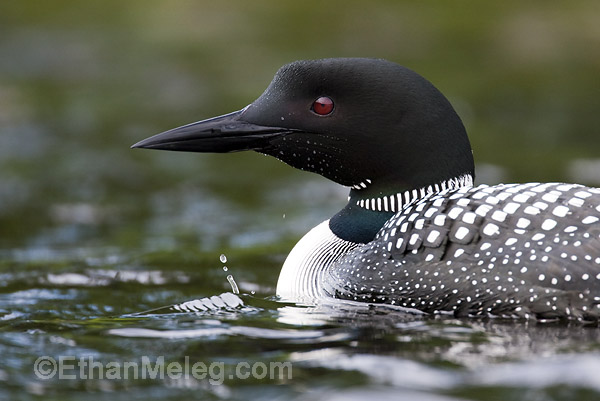 common loon in flight. house Common Loons are