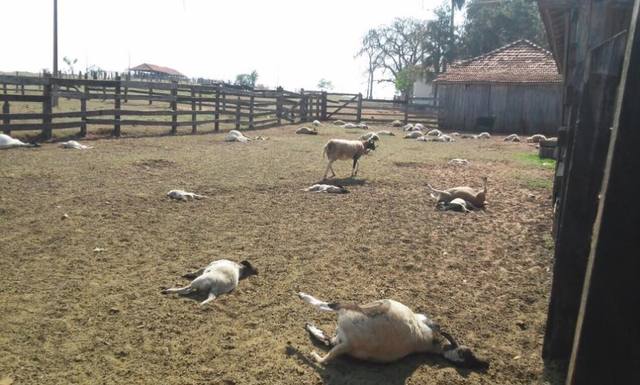 Cães matam 16 ovelhas em fazenda do município de Valente