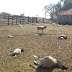Cães matam 16 ovelhas em fazenda do município de Valente