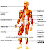 Functions of the Muscular System