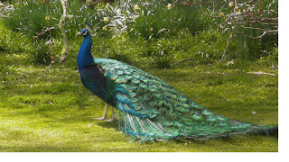 peacock HD Image