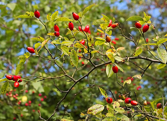 Arching briar with rose hips