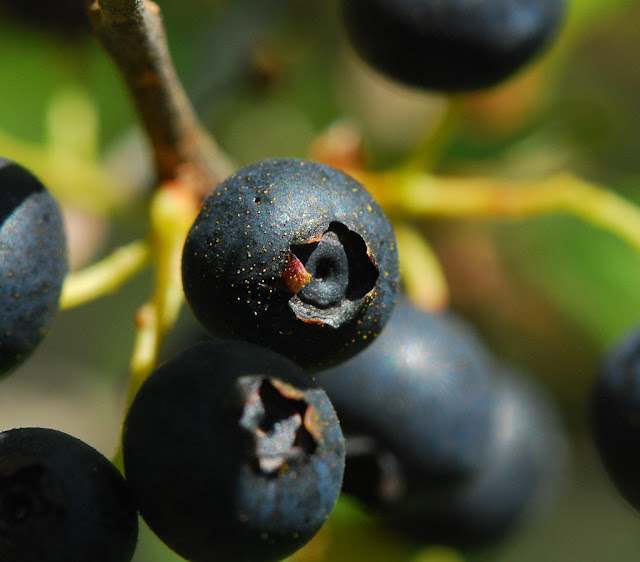 blueberry meaning in hindi