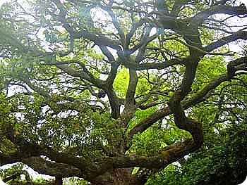3-tree