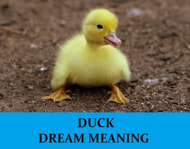 Dream of dryness| Dream of dry land |Dream of dry skin | Dream of  Duck| Dream of Dung