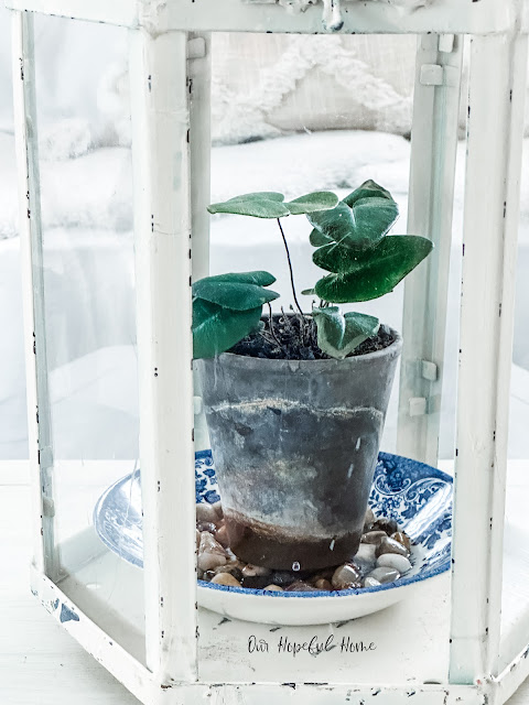 green plant in glass terrarium