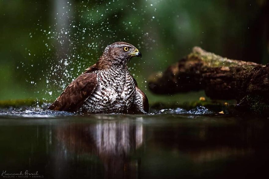 30 Gambar Burung  Indah Di Alamnya Fotografi Kerajinan  