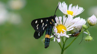 Amata phegea DSC59447