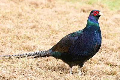 TheJungleStore.com Blog | green pheasant